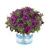 130mm Calibrachoa Aloha - Calibrachoa hybrida