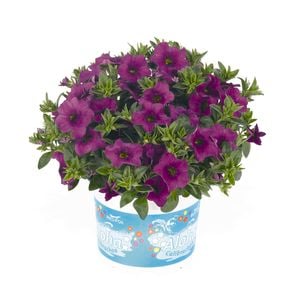 130mm Calibrachoa Aloha - Calibrachoa hybrida