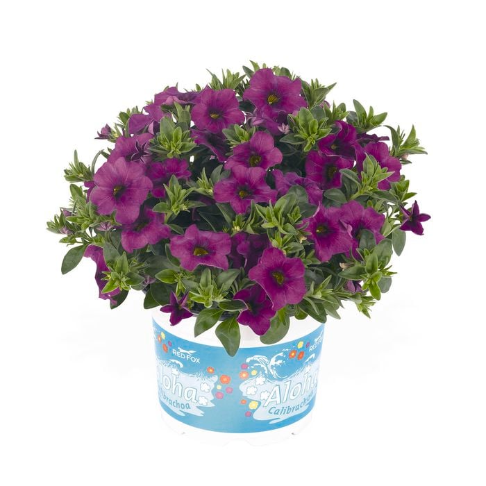 130mm Calibrachoa Aloha - Calibrachoa hybrida