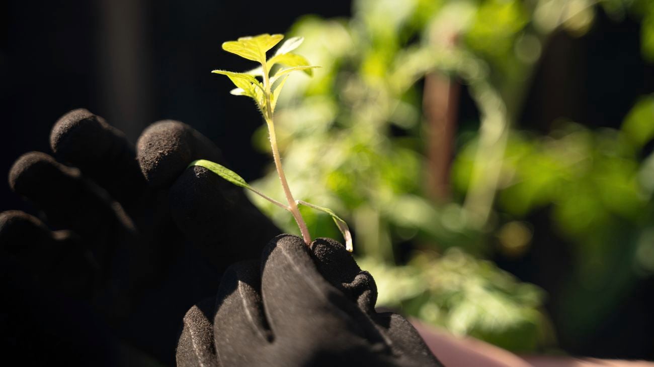 Choosing the perfect tamato variety for rewarding cultivation journey
