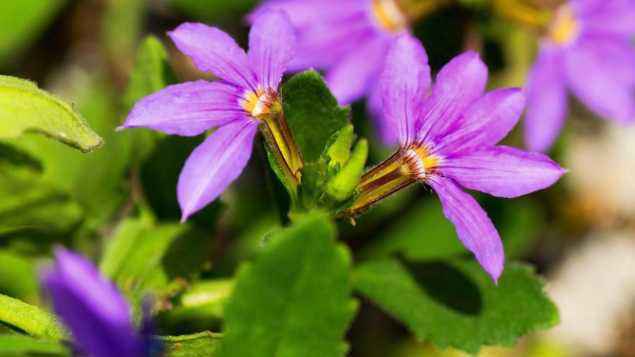 A green bush with purple flowers in a garden