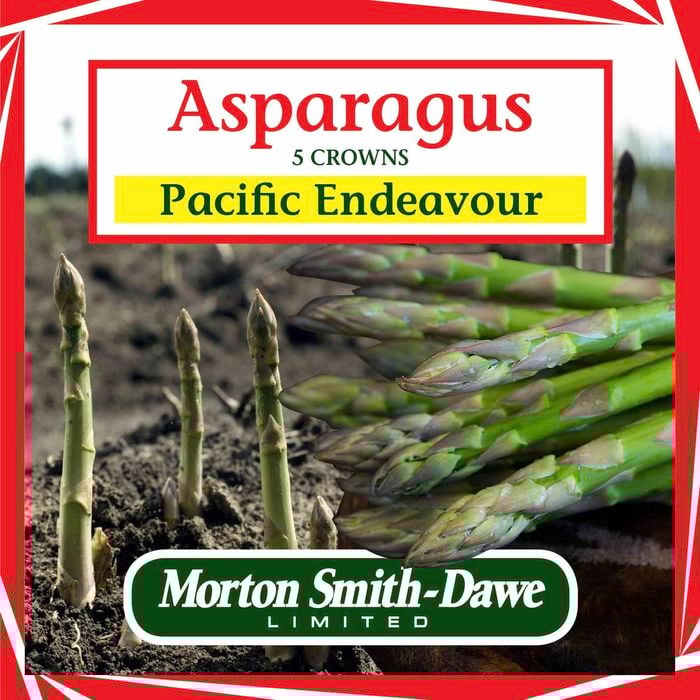 Morton Smith-Dawe 5 Crowns Asparagus Pacific Endeavour Seeds