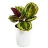 125mm Marion - Calathea roseopicta