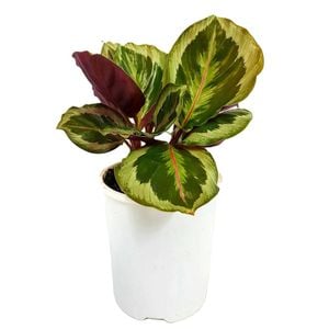125mm Marion - Calathea roseopicta