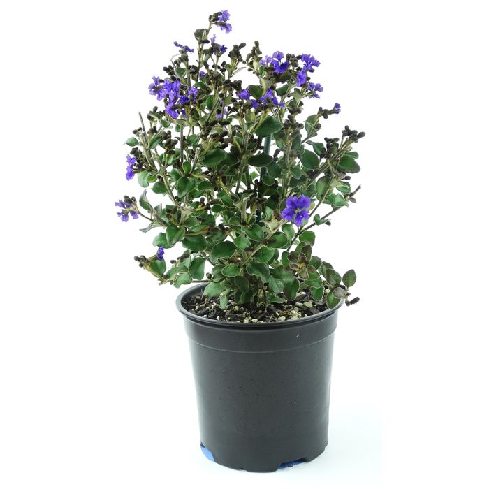 250mm Dampiera - Dampiera purpurea