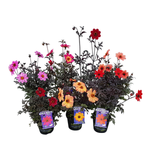 150mm Dahlia Mystic Assorted