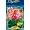 Amaryllis Hippeastrum Double Flame Peacock