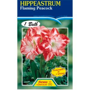 Amaryllis Hippeastrum Double Flame Peacock