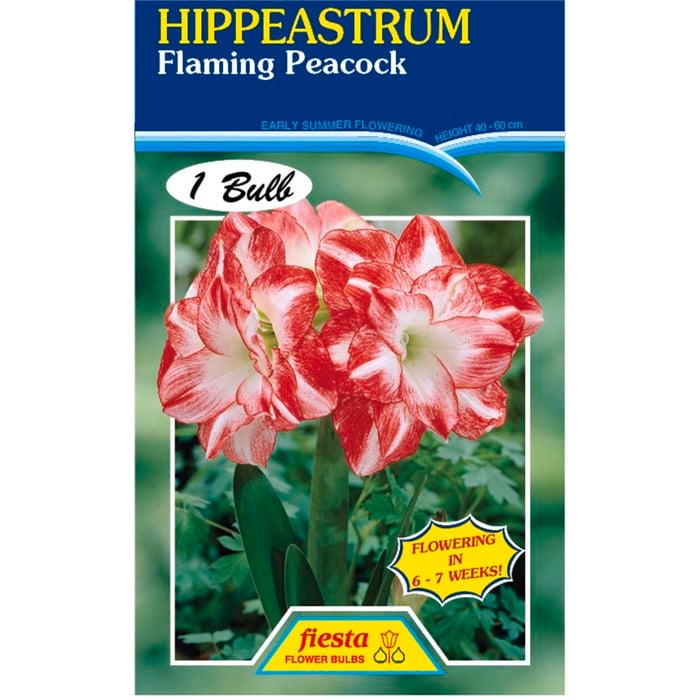 Amaryllis Hippeastrum Double Flame Peacock