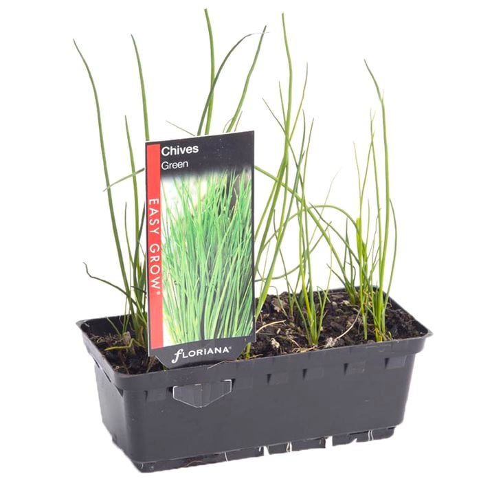 Green Chives Punnet - Allium schoenoprasum