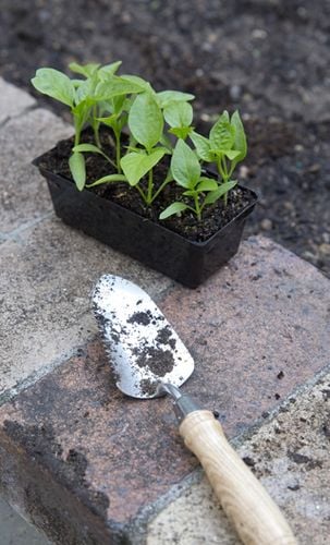 A pot plant and a dirty trowel on the brick border of a garden bed