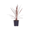 140mm Pocahontas Cordyline - Cordyline australis