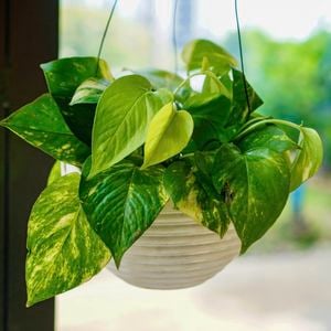 Mid shot of a hanging pot of Devil’s ivy.