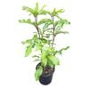 4L Five Finger Tree - Pseudopanax Laetus