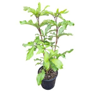 4L Five Finger Tree - Pseudopanax Laetus