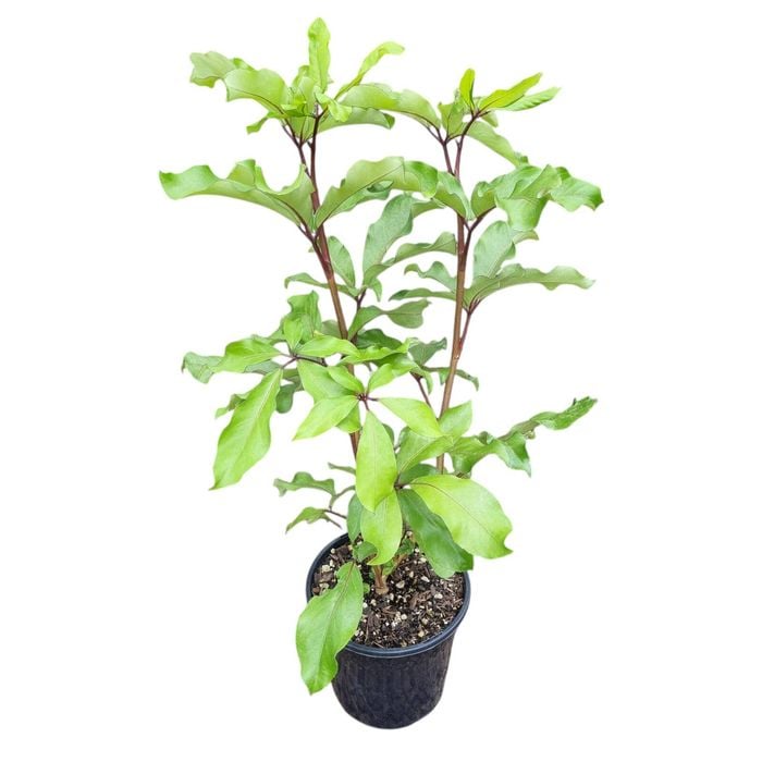 4L Five Finger Tree - Pseudopanax Laetus
