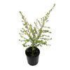 140mm Dulcies Delight - Phebalium squamulosum