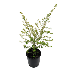 140mm Dulcies Delight - Phebalium squamulosum