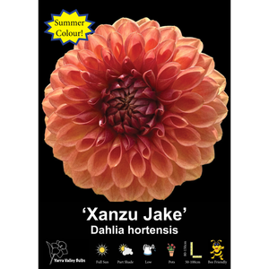 Yarra Valley Bulbs Xanzu Jake - 1 Pack