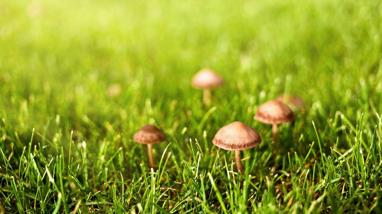 image of lawn with small mushrooms growing 