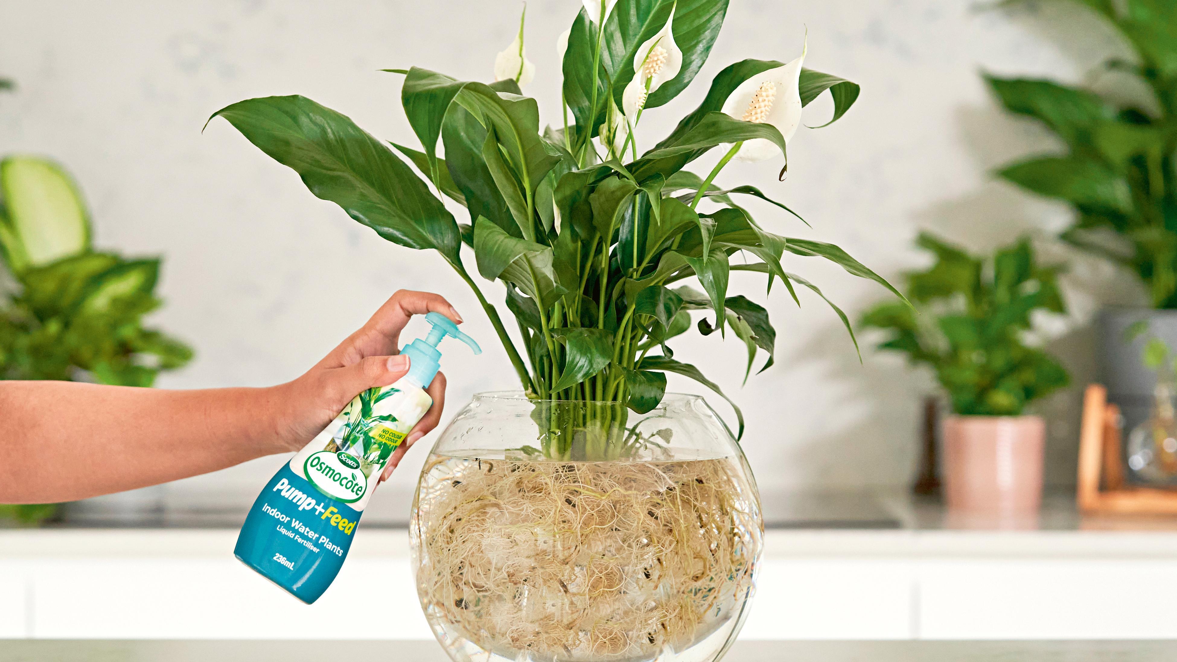 Tips To Keeping Your Indoor Plants Alive - Bunnings Australia