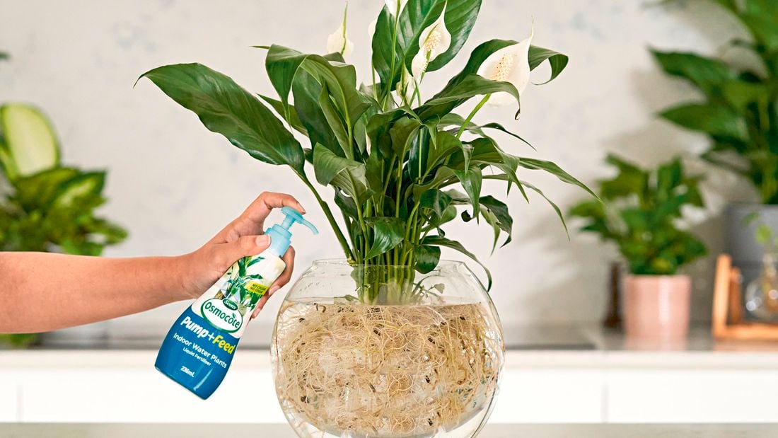 A hand pumps fertiliser into a water plant bowl