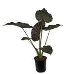230mm Alocasia Regal Shield - Alocasia odora And Alocasia reginula
