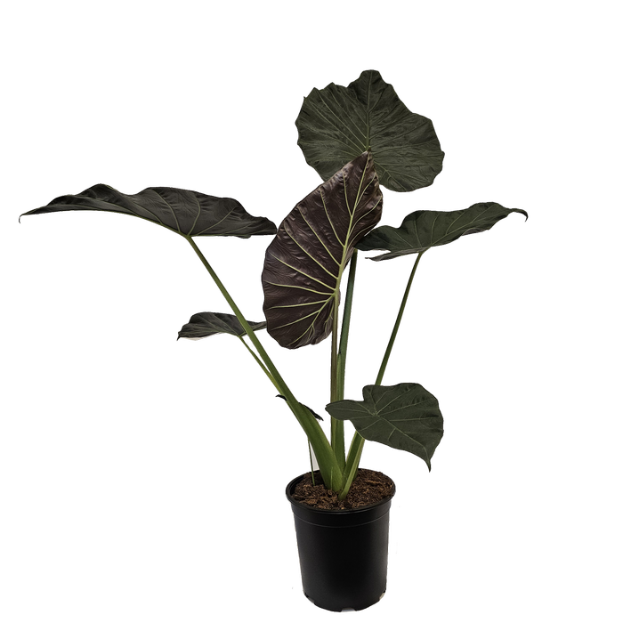 230mm Alocasia Regal Shield - Alocasia odora Alocasia Reginula