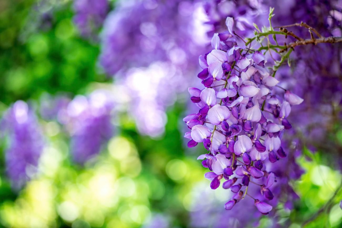 Wisteria plant.
