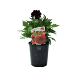 1.5L Dahlia Dalaya Devi - Dahlia