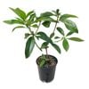 3.3L Vireya Luna Flame - Vireya