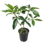 3.3L Vireya Luna Flame - Vireya