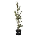 330mm Pink Flowering Crepe Myrtle - Lagerstroemia indica Sioux