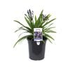 180mm Buccaneer - Agapanthus hybrid