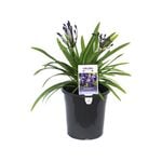 180mm Buccaneer - Agapanthus hybrid