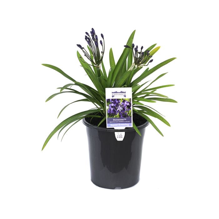 180mm Buccaneer - Agapanthus hybrid