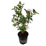 2L Camellia Jean May - Camellia sasanqua Jean May