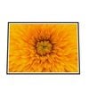 Galrie Stunning Close-Up of a Yellow Flower Fine Art Photography Print, Black Frame, A1 60 x 84cm (23 x 33inch)