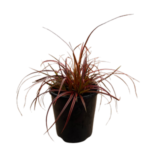 140mm Uncinia Belindas Find - Uncinia rubra