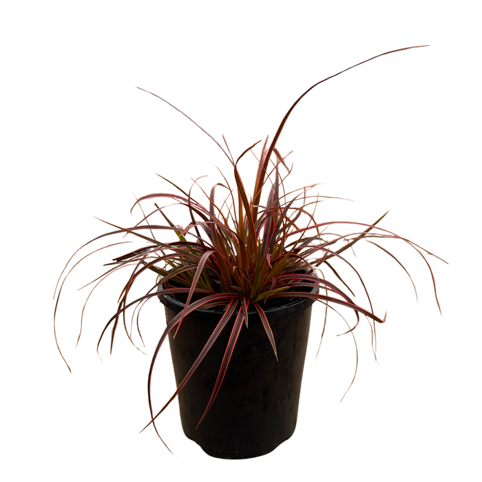 140mm Uncinia Belindas Find - Uncinia rubra