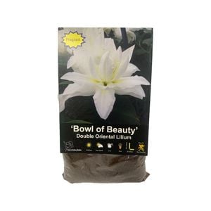 Yarra Valley Bulbs Lilium Bowl Of Beauty - 1 Pack