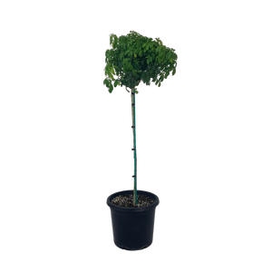 10L Mexican Orange Blossom - Choisya ternata