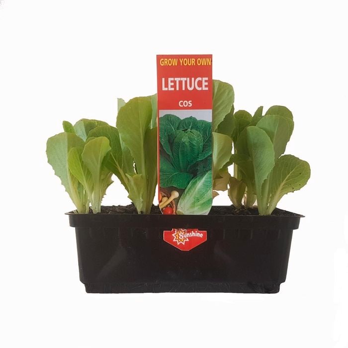 Punnet Lettuce Dwarf Cos Mix - Lactuca sativa - Grow Your Own Range