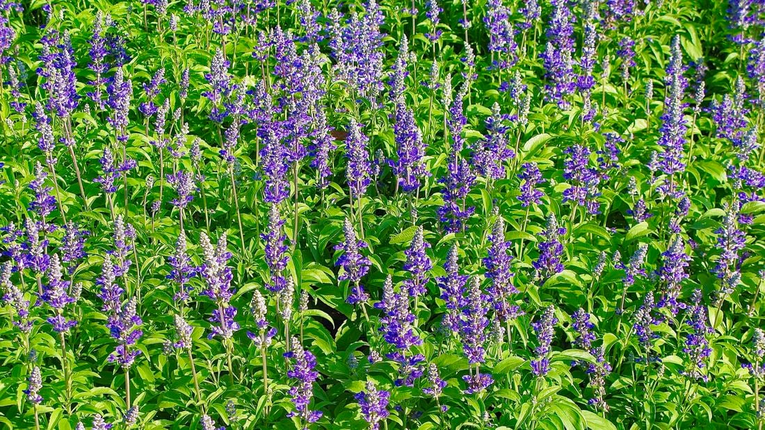 Wide shot of flowering purple salvia plants in a field
