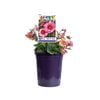 140mm Jazzy Geum - Geum tempo Rose