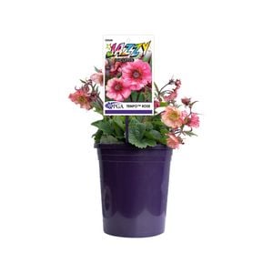 140mm Jazzy Geum - Geum tempo Rose