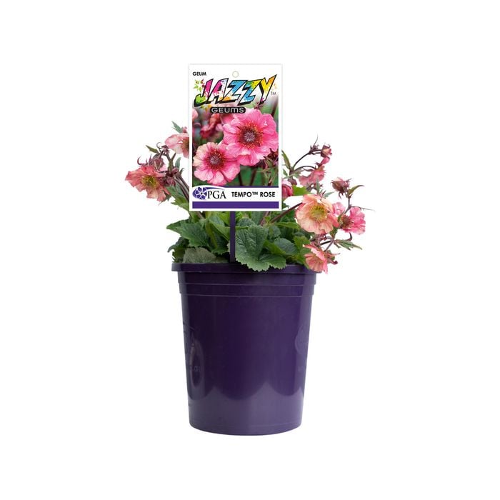 140mm Jazzy Geum - Geum tempo Rose