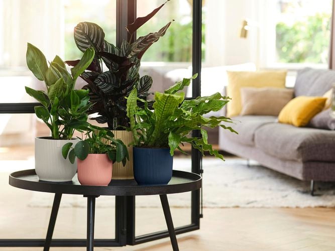 elho Vibes Collection Indoor Pots