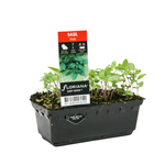 Punnet Basil Thai - Ocimum basilicum