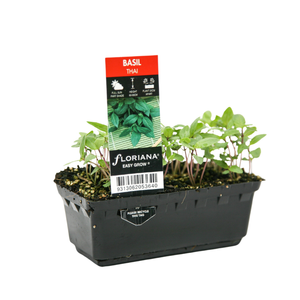 Punnet Basil Thai - Ocimum basilicum